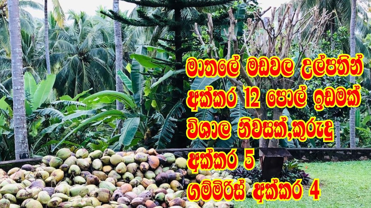 land sale | land sale in sri lanka | agriculture land for sale in sri lanka |idam | kalu malli