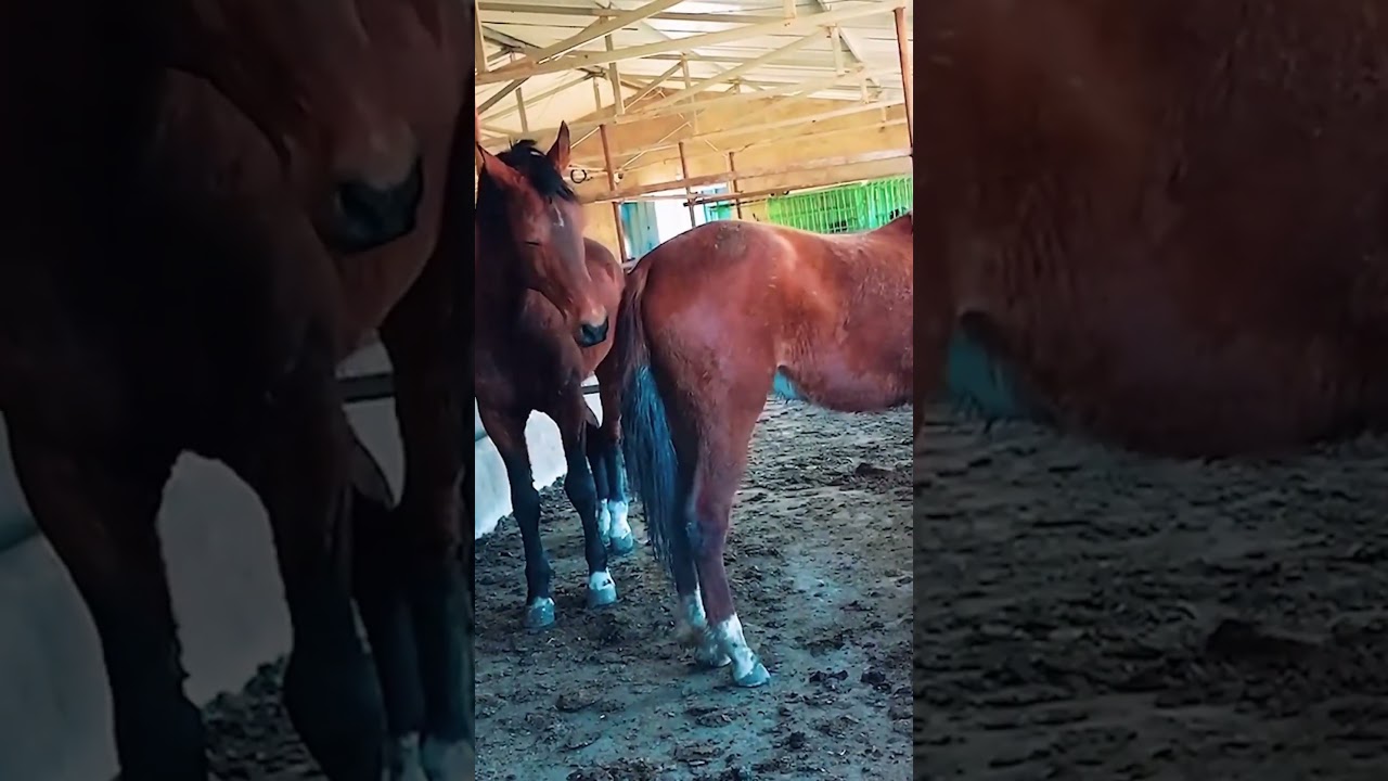 The Science Behind Successful Horse Breeding 125