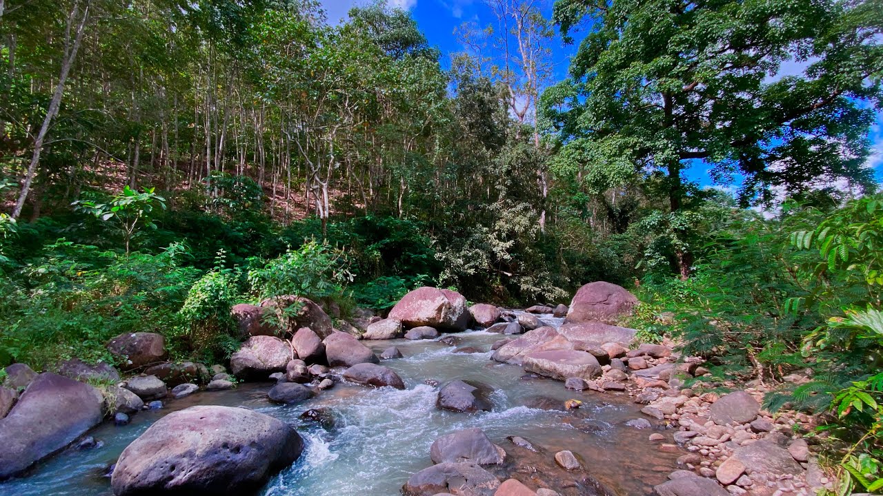 River Sounds for Inner Calm & Calm Moments 🌿 Quiet River Flow in a Broad Green Forest Environment
