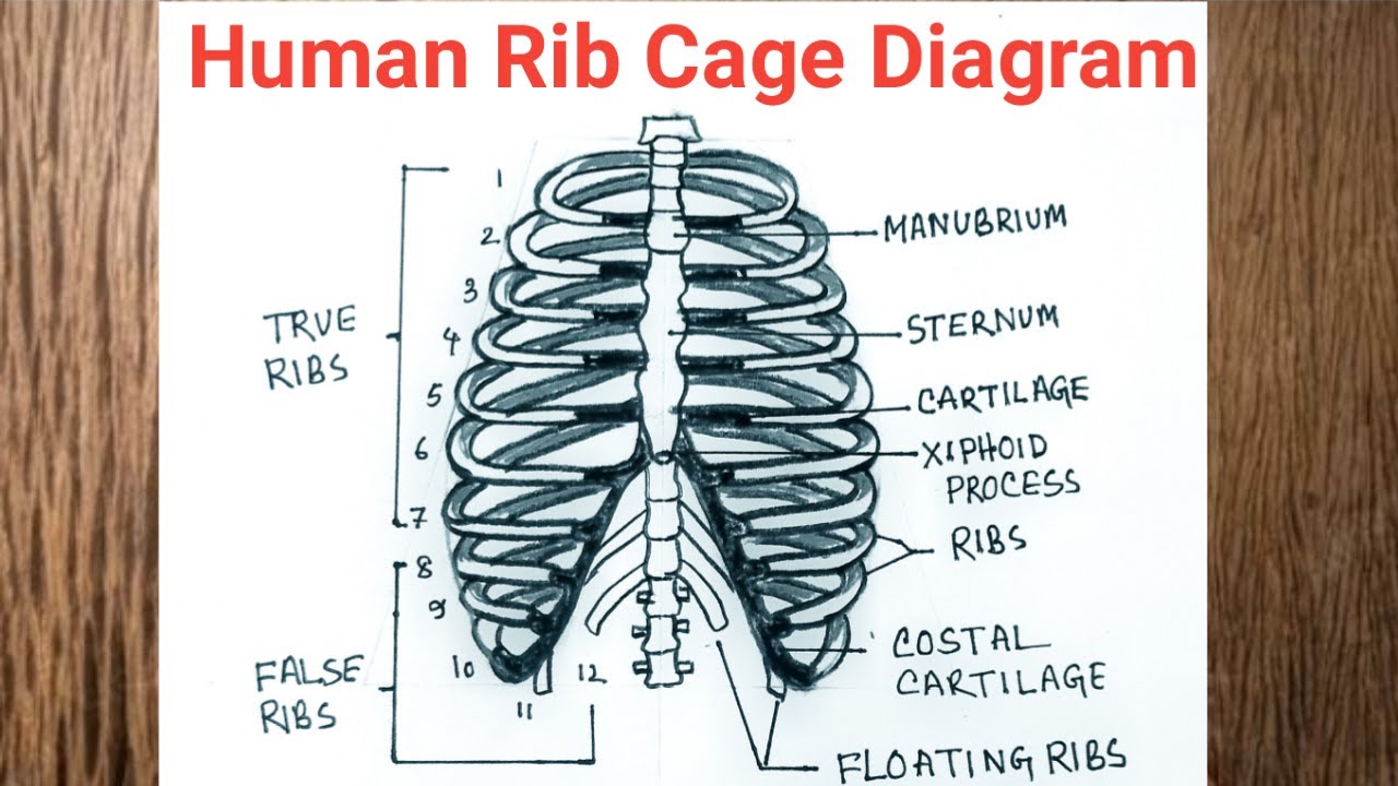 How to Draw Rib Cage Anatomy / Easy Human Rib Cage Diagram Drawing