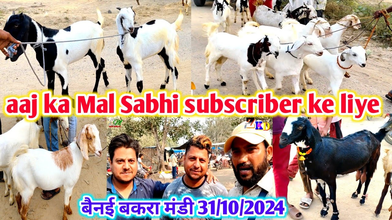 aaj ka mal sabhi subscribers ke liye | बैनई बकरा मंडी | bakra mandi | zkd | October 31 2024 part 2