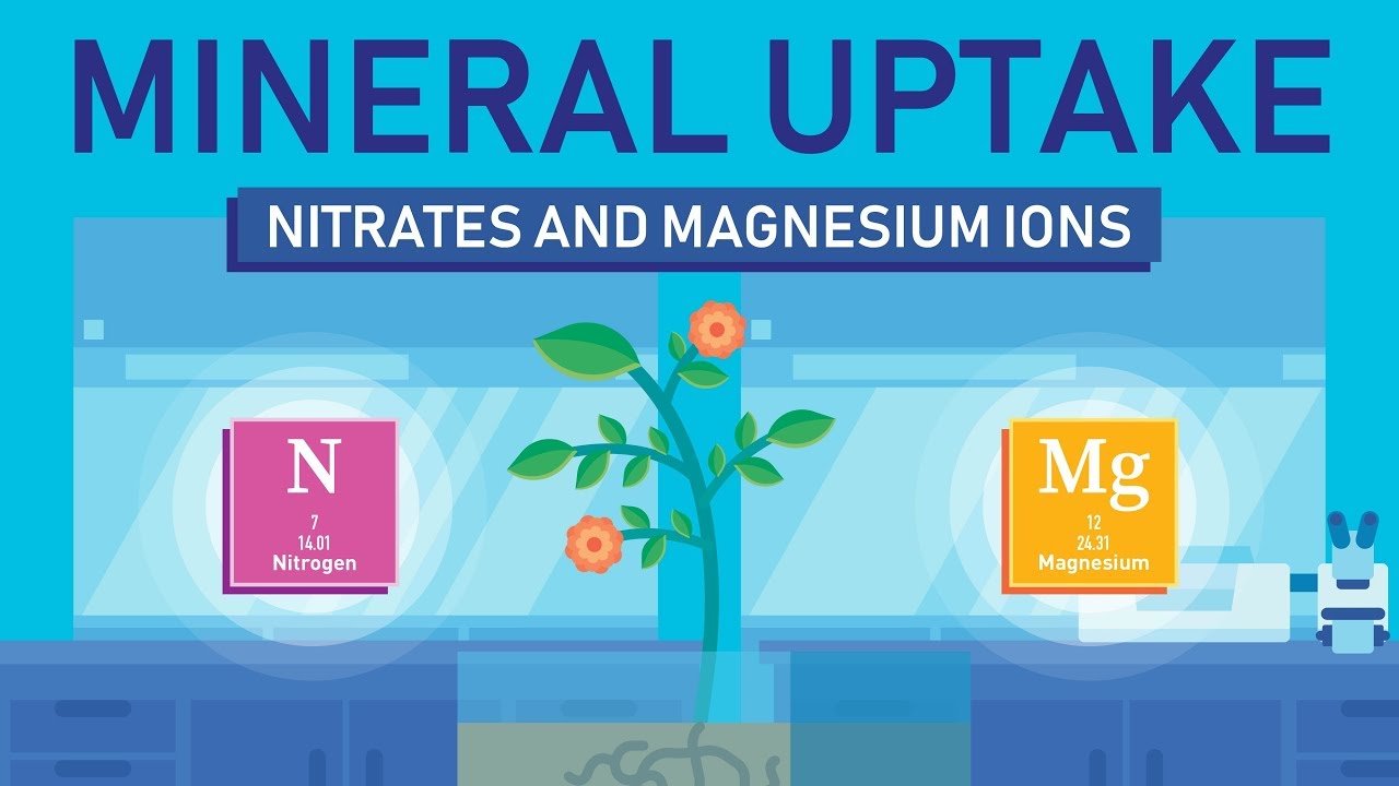 Plant Nutrition: Mineral Absorption | Part 3
