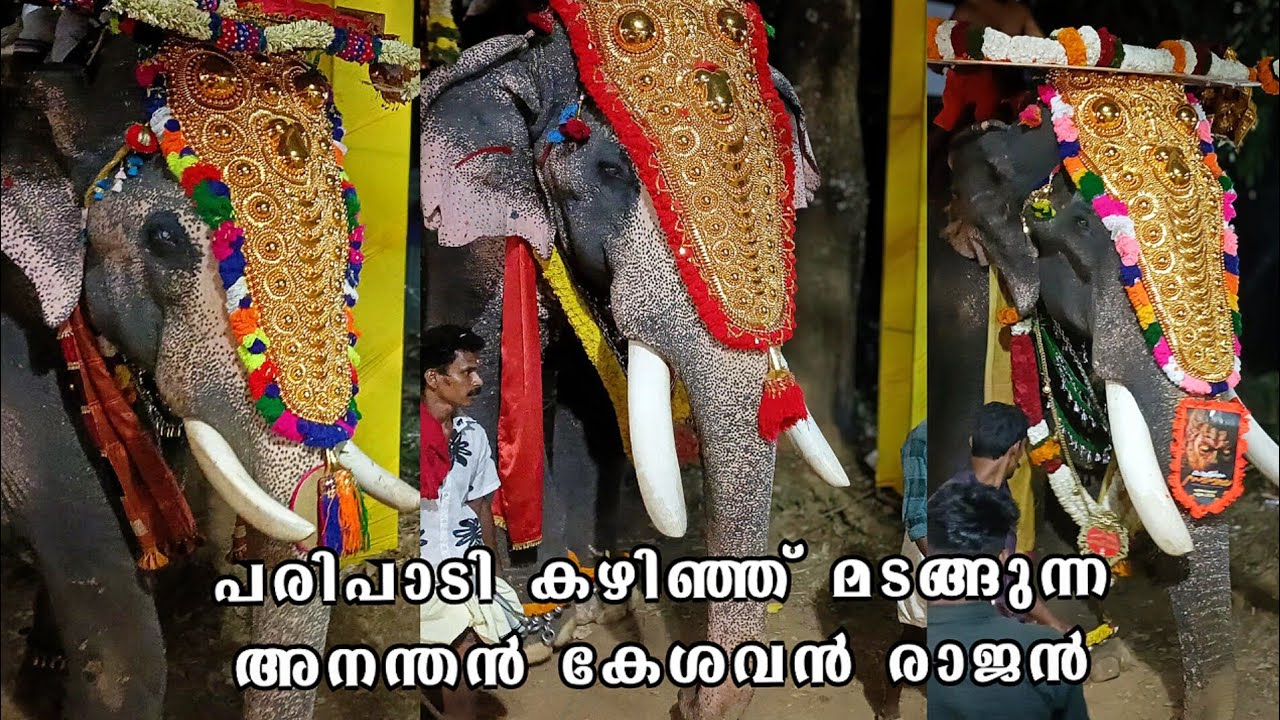  അനന്തൻ കേശവൻ രാജൻ ഇന്നത്തെ പരിപാടി കഴിഞ്ഞ് മടങ്ങുന്നു..💥😍uttoly ananthan & kesavan & Pambadi rajan 