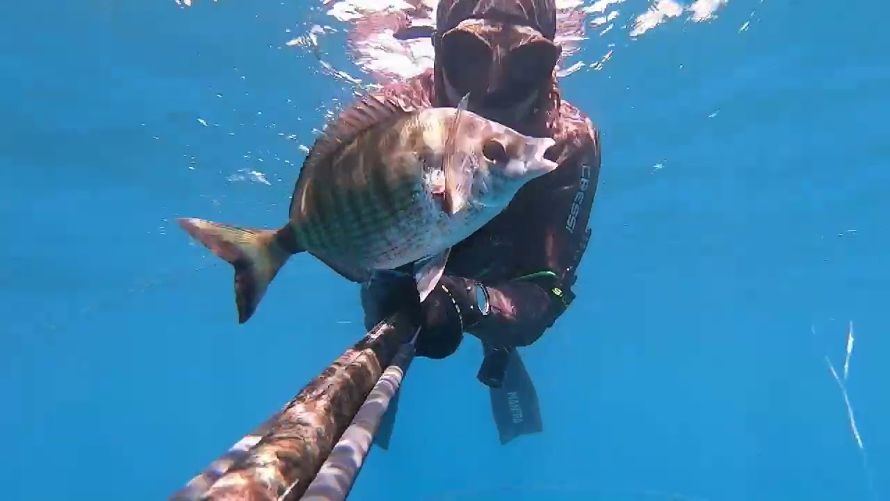 Pesca sub: Agosto i pesci estivi facili da catturare - Roisub