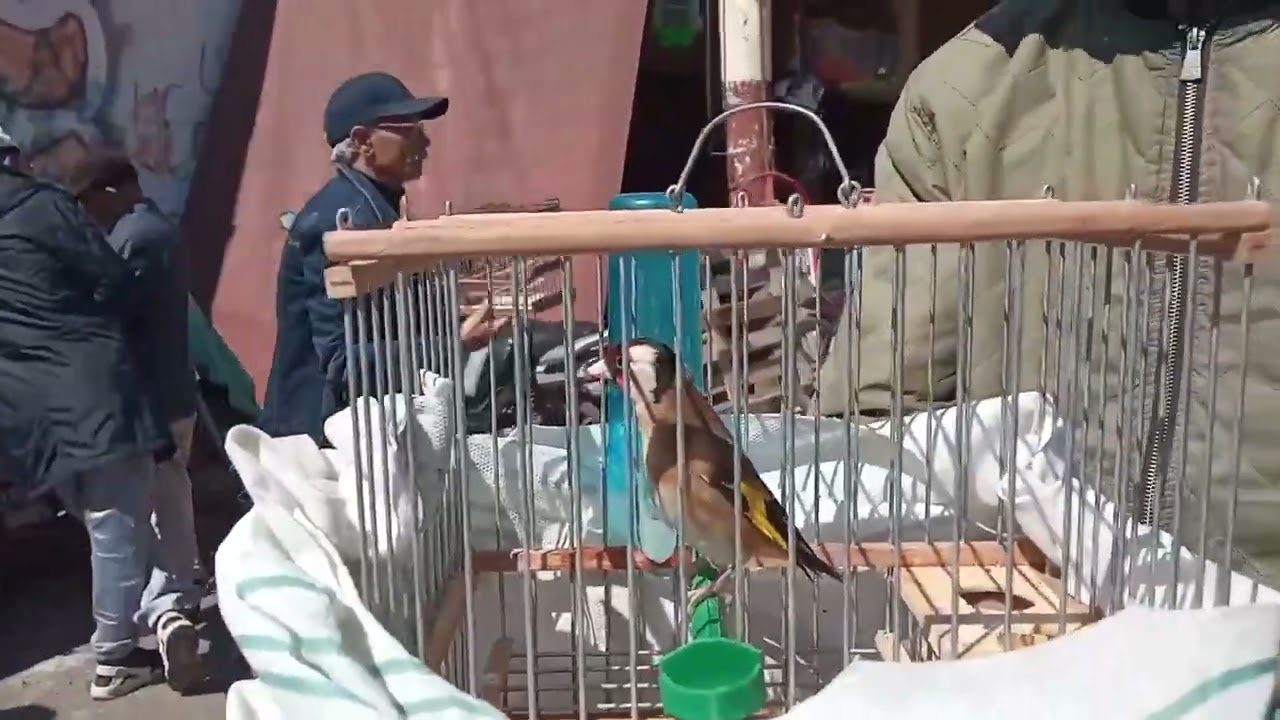 سوق الطيور المغردة🐦 القريعة _ الحسون _ الكناري _ البيروش _ المقنين _ وطواط البلبل البادجي فراشة🦜