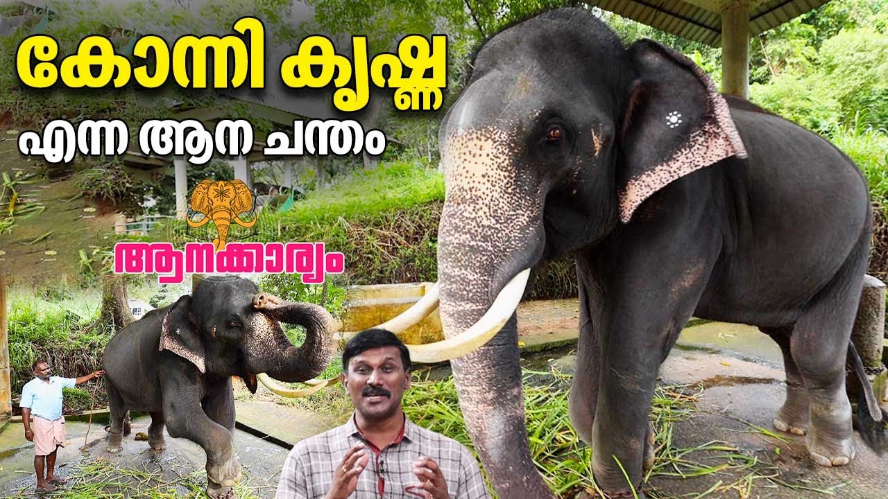 EP 85 | കോന്നി കൃഷ്ണ എന്ന ആന ചന്തം | Konni Krishna | Aanakkaryam