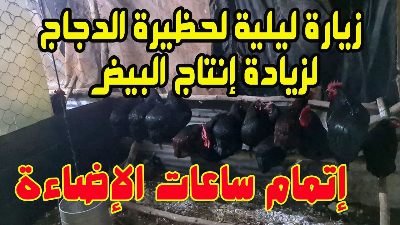 تربية الدجاج البياض أفضل وقت لزيادة الإضاءة ليلا وإتمام 16 ساعة