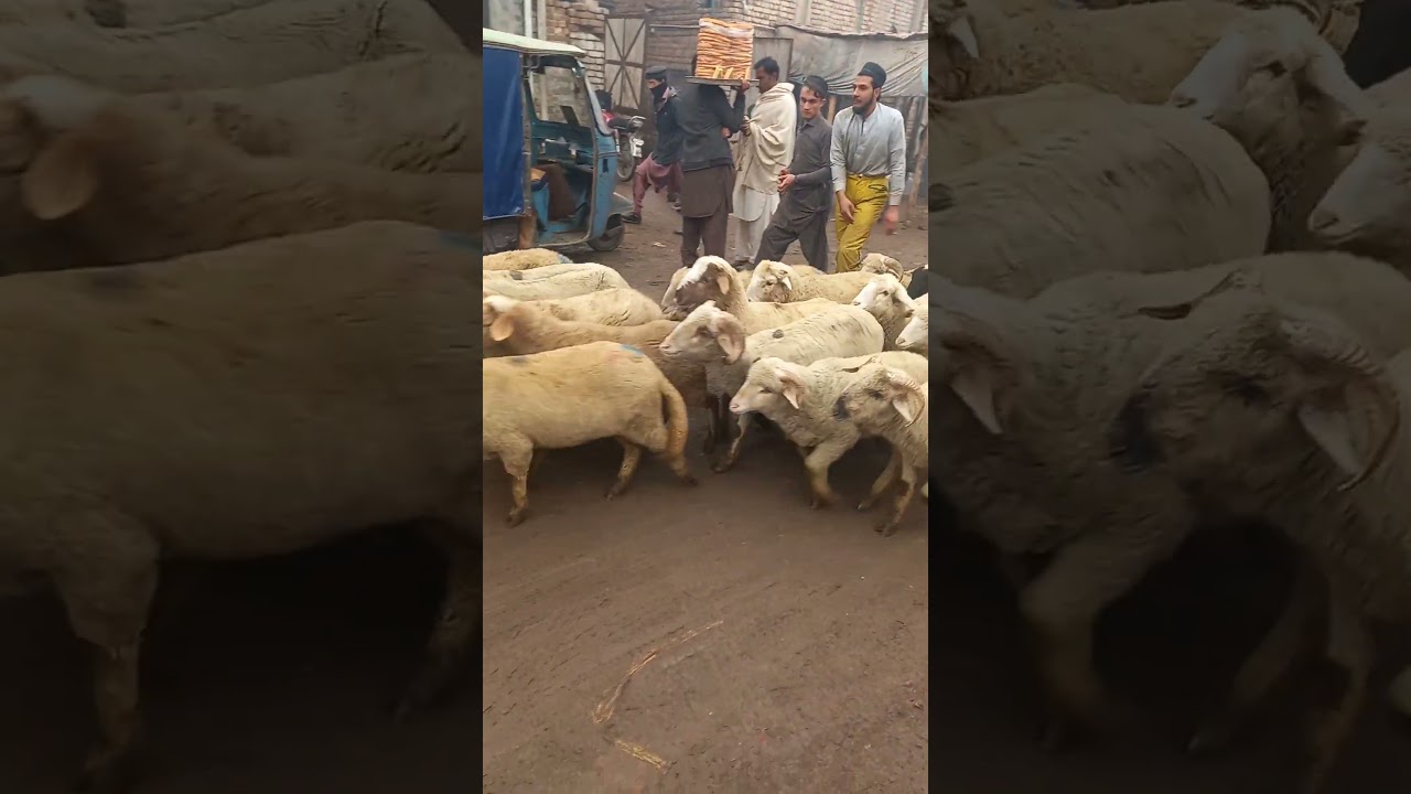Inside Peshawar&rsquo;s Ring Road Slaughterhouse | Butchery| Exclusive Documentary 2024 | RRSP280124