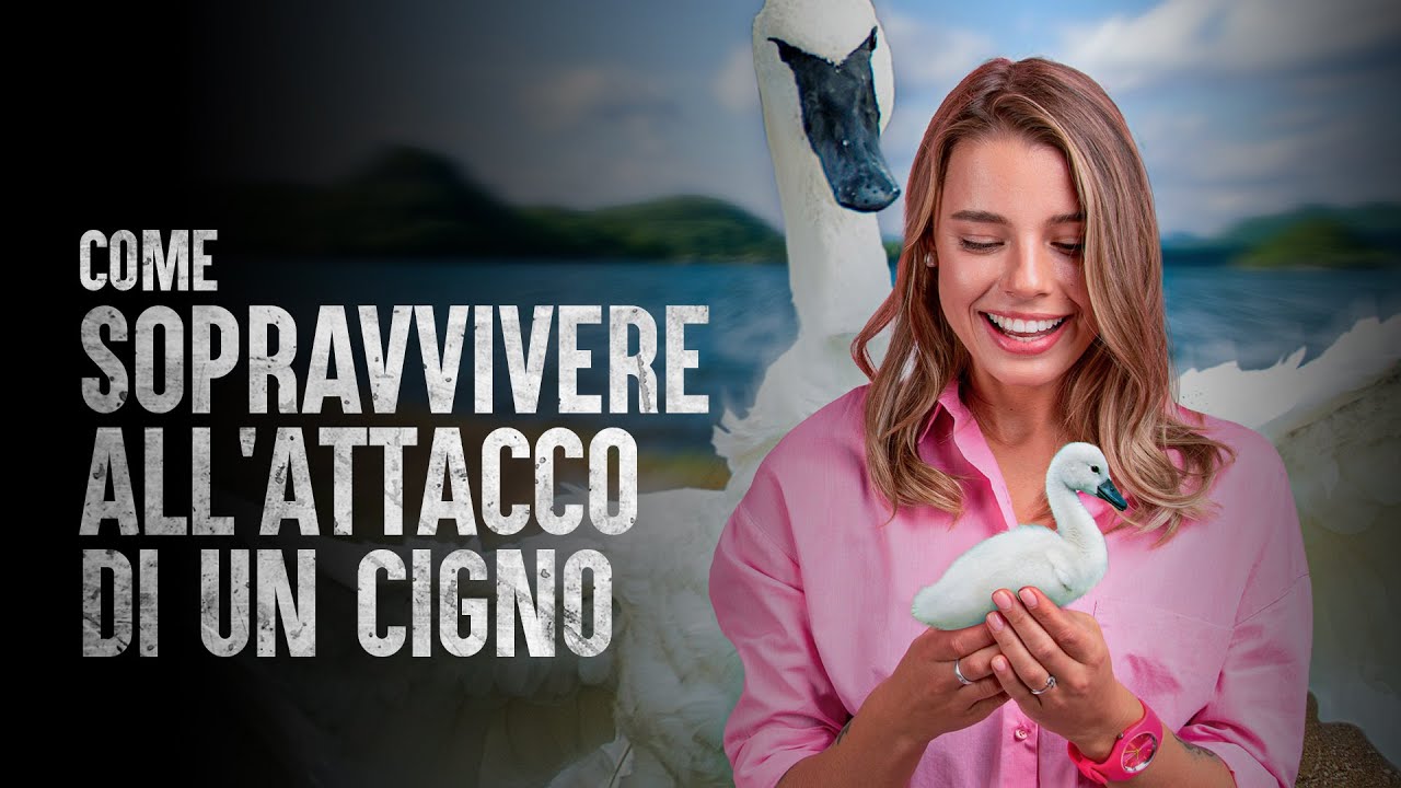 Come Sopravvivere all'Attacco di un Cigno