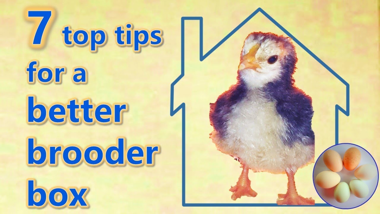 7 top tips for brooder boxes