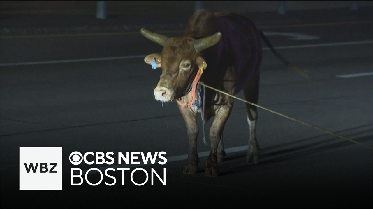 Hunt for escaped rodeo bull ends with dramatic capture on Massachusetts highway