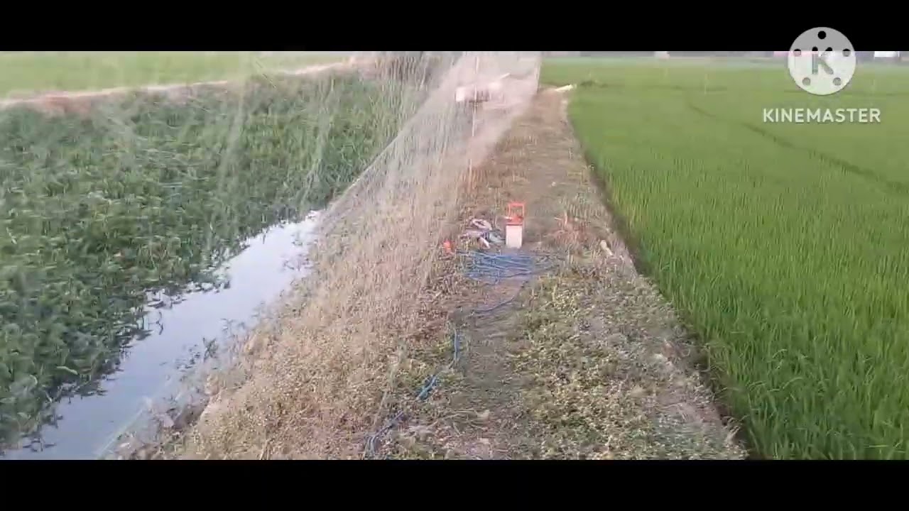 đánh lưới bắt chim đêm được thành quả đều đều