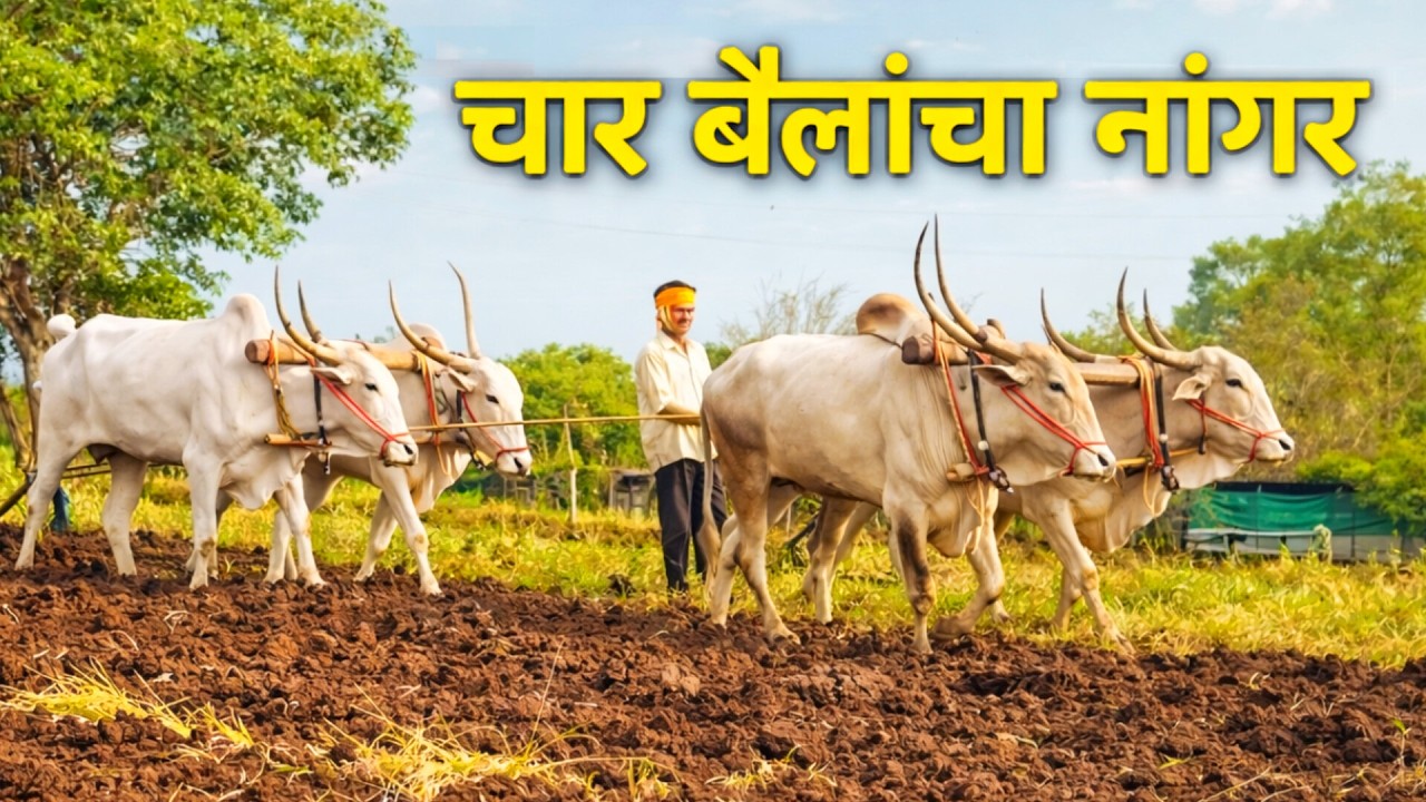 आकाश पिसाळ - बावधन  ता.वाई (सातारा) यांच्या घरचा साज | jiva shivachi bail jodi marathi song viral