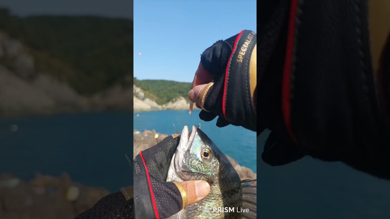 부산 감성돔 낚시 포인트 다대포 빨간등대 #fishing