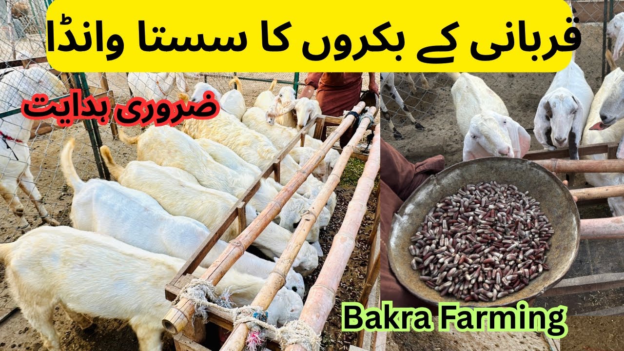 Qurbani ky bakron ka sasta wanda | Qurbani ky bakry | Goat farming in Pakistan #goatfarming #bakra 