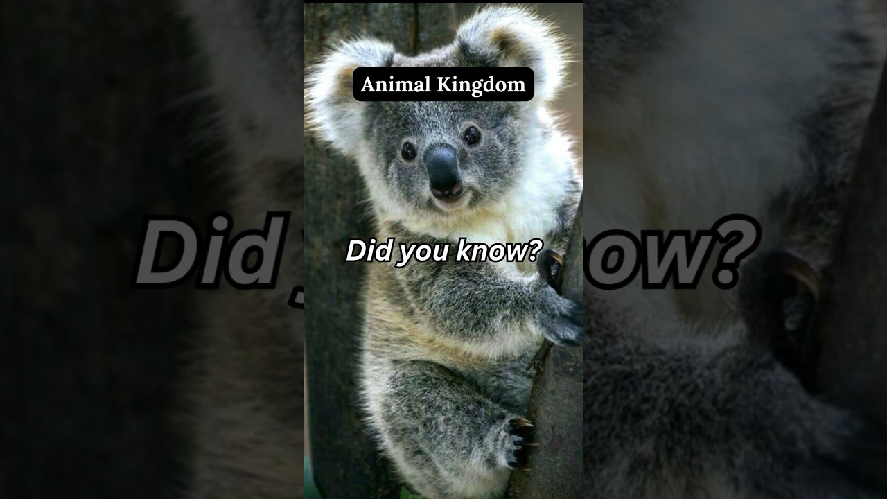 Did you Know? | Koalas | Animal Kingdom
