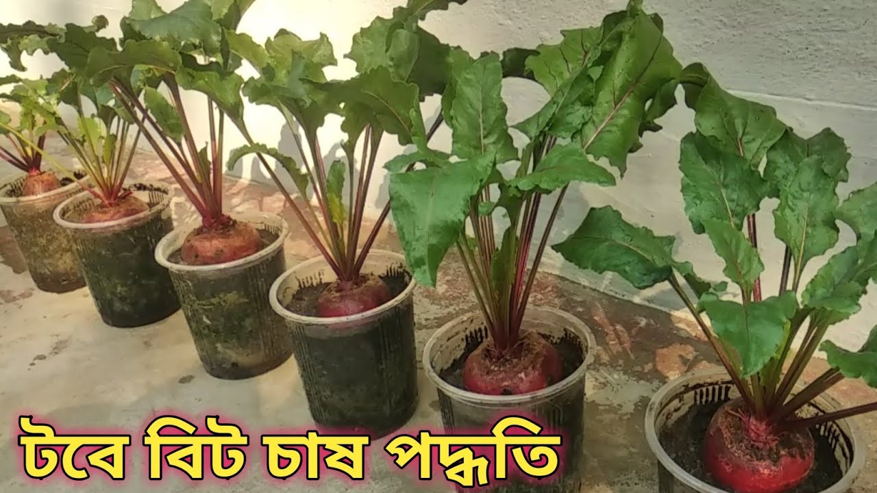 বিট চাষ। টবে বিট চাষ পদ্ধতি।beetrooot ! how to grow beetroot in pots!