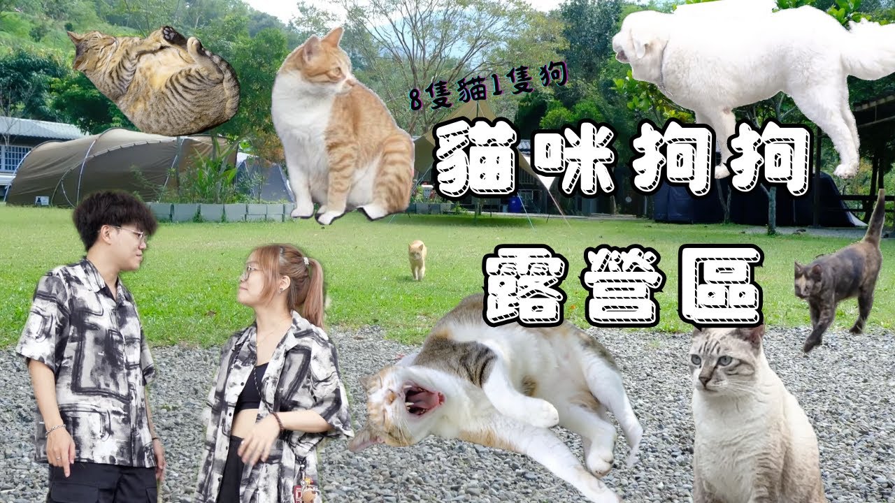 貓咪狗狗陪吃陪玩的露營區！還有戲水池與熱心的營主｜壘薩露營區🏕️｜