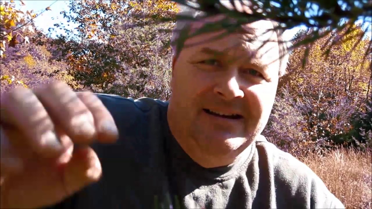 Virginia Gold with Big Tim's Adventure
