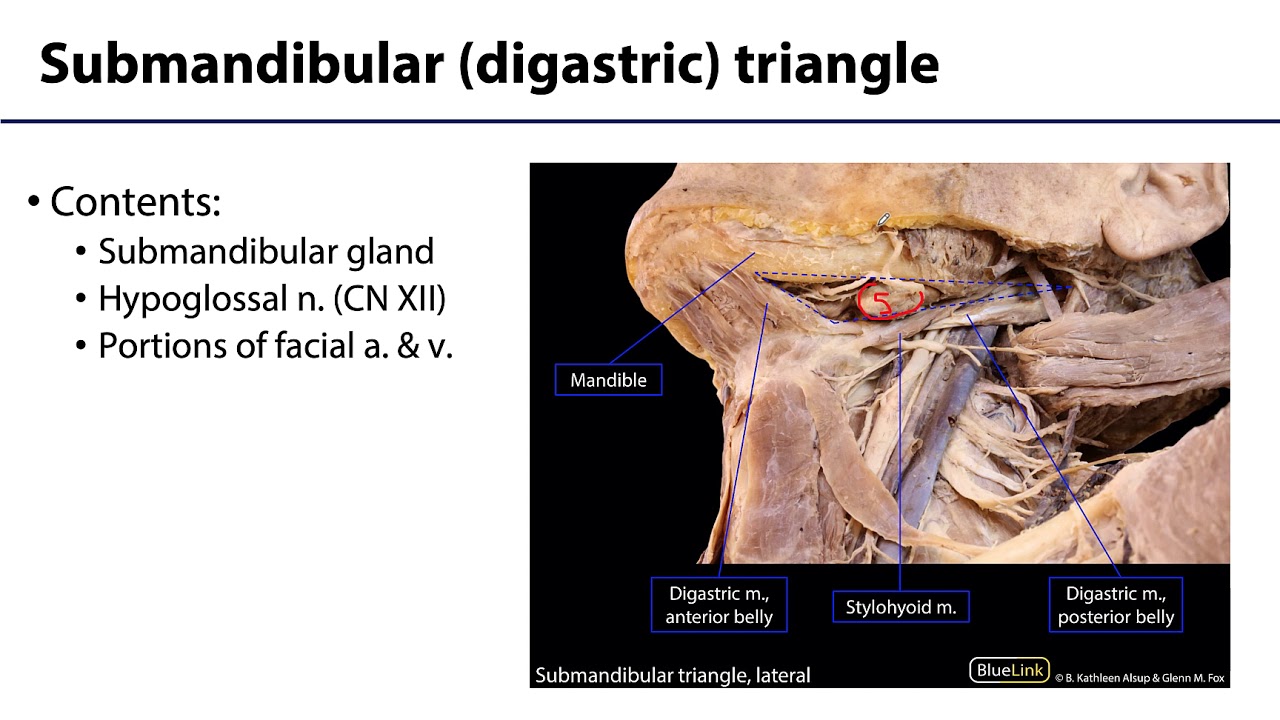 Parotid and Submandibular Triangle LO - Submandibular Triangle