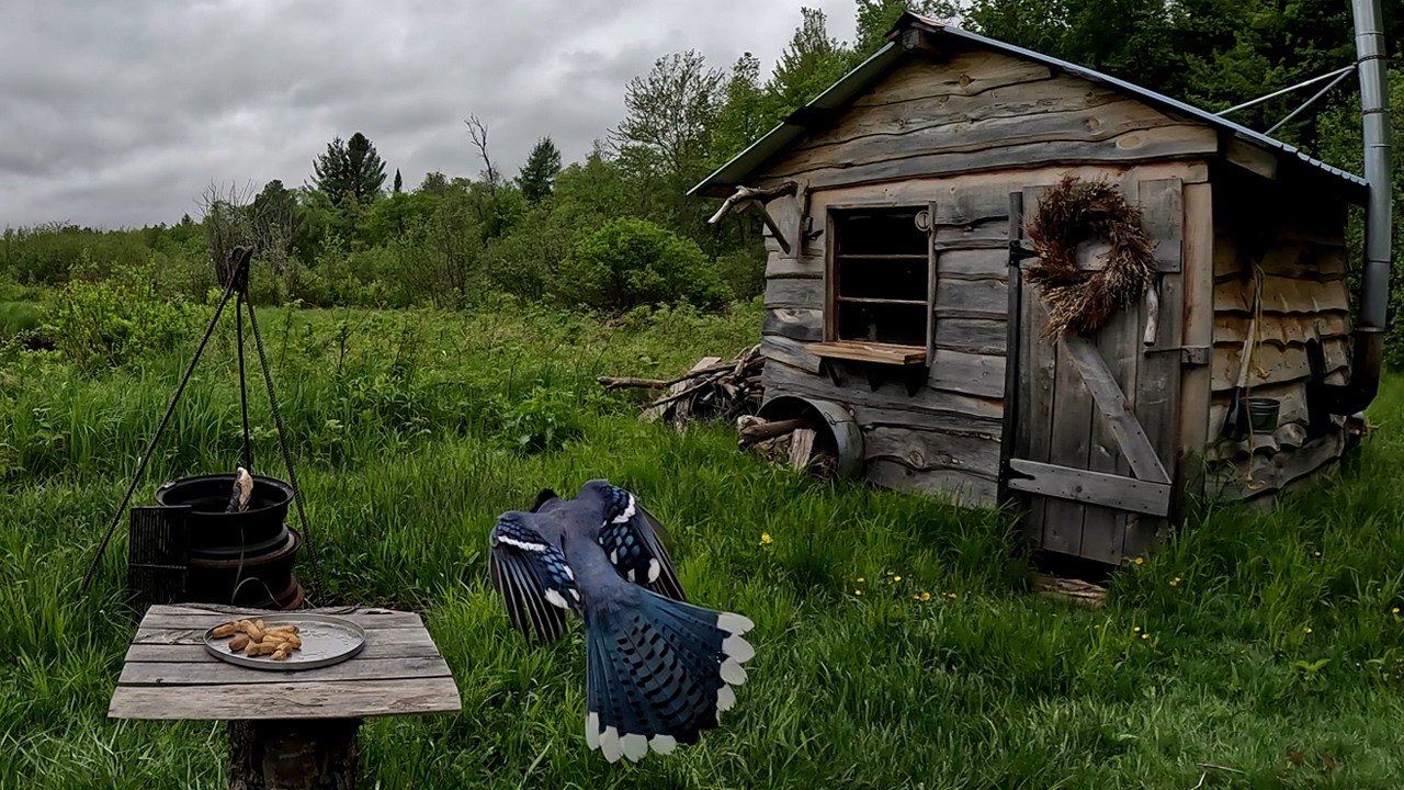 I Left a Tray of Peanuts Outside My Tiny Cabin, And ...