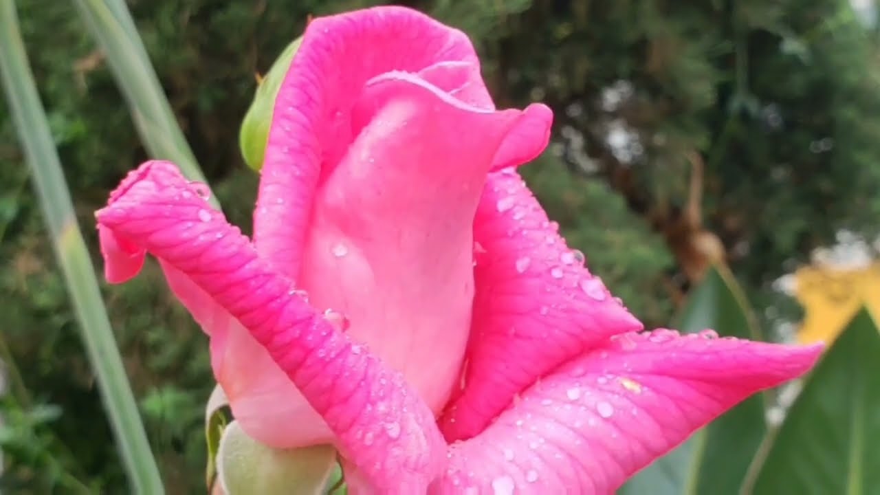 Nossa conexão com a natureza - tempo de podar as roseiras