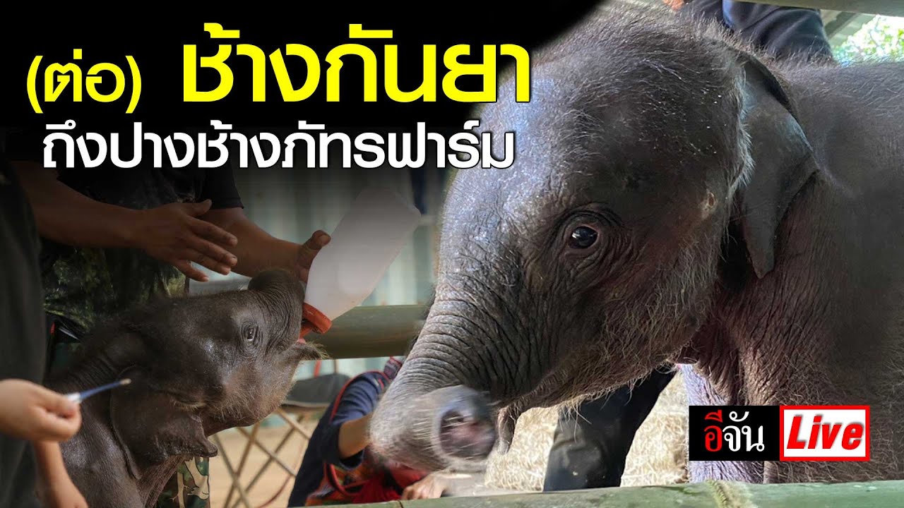 Live (ต่อ) ช้างกันยา ถึงปางช้างภัทรฟาร์ม จ.เชียงใหม่ | อีจัน EJAN