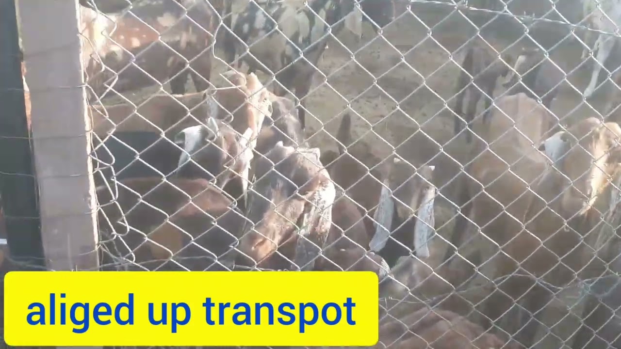 aliged up transport