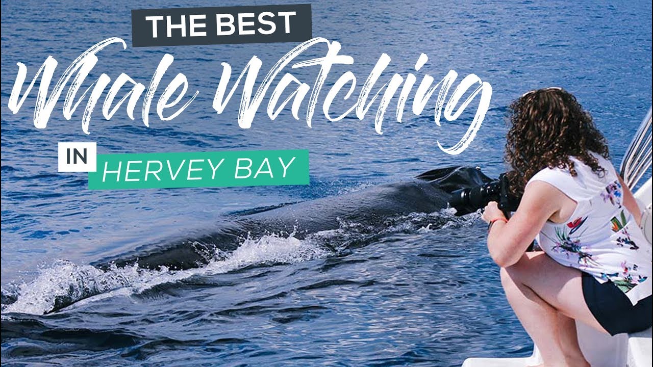 Best Eco-Friendly Whale Watching Tour in Hervey Bay