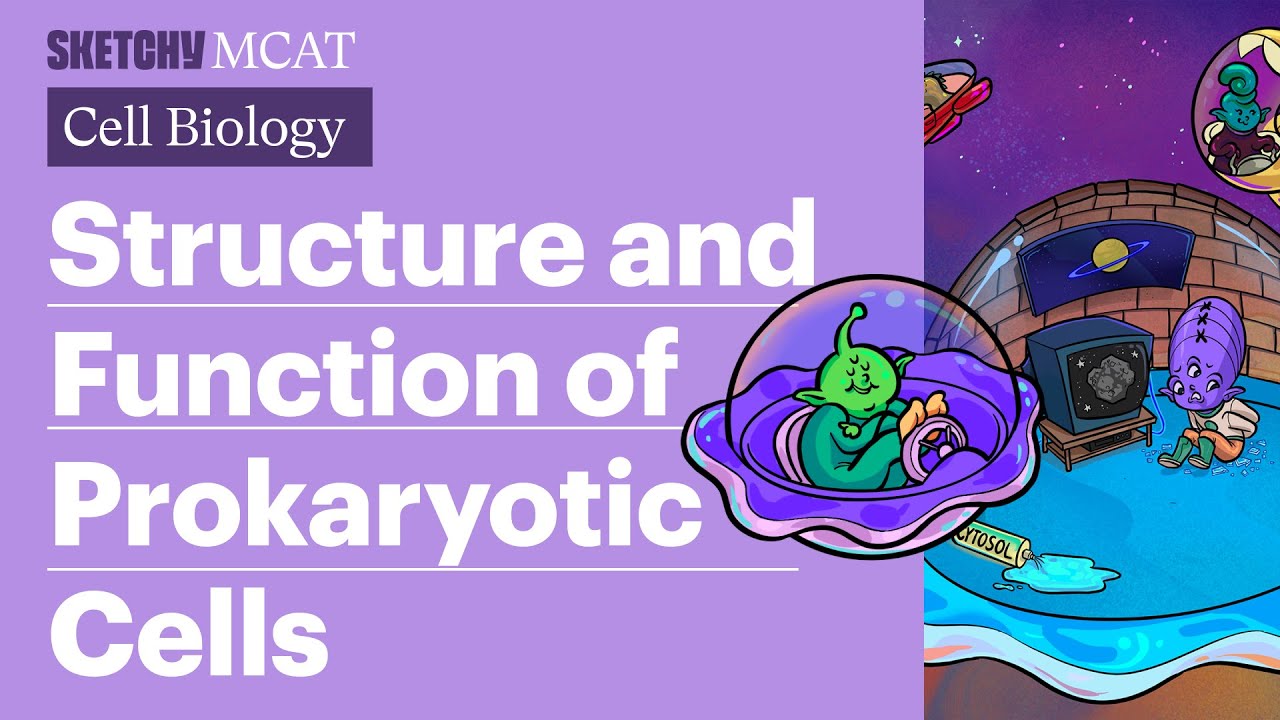 Prokaryotic Cells: Structure, Function & Morphology (Full Lesson) | Sketchy MCAT