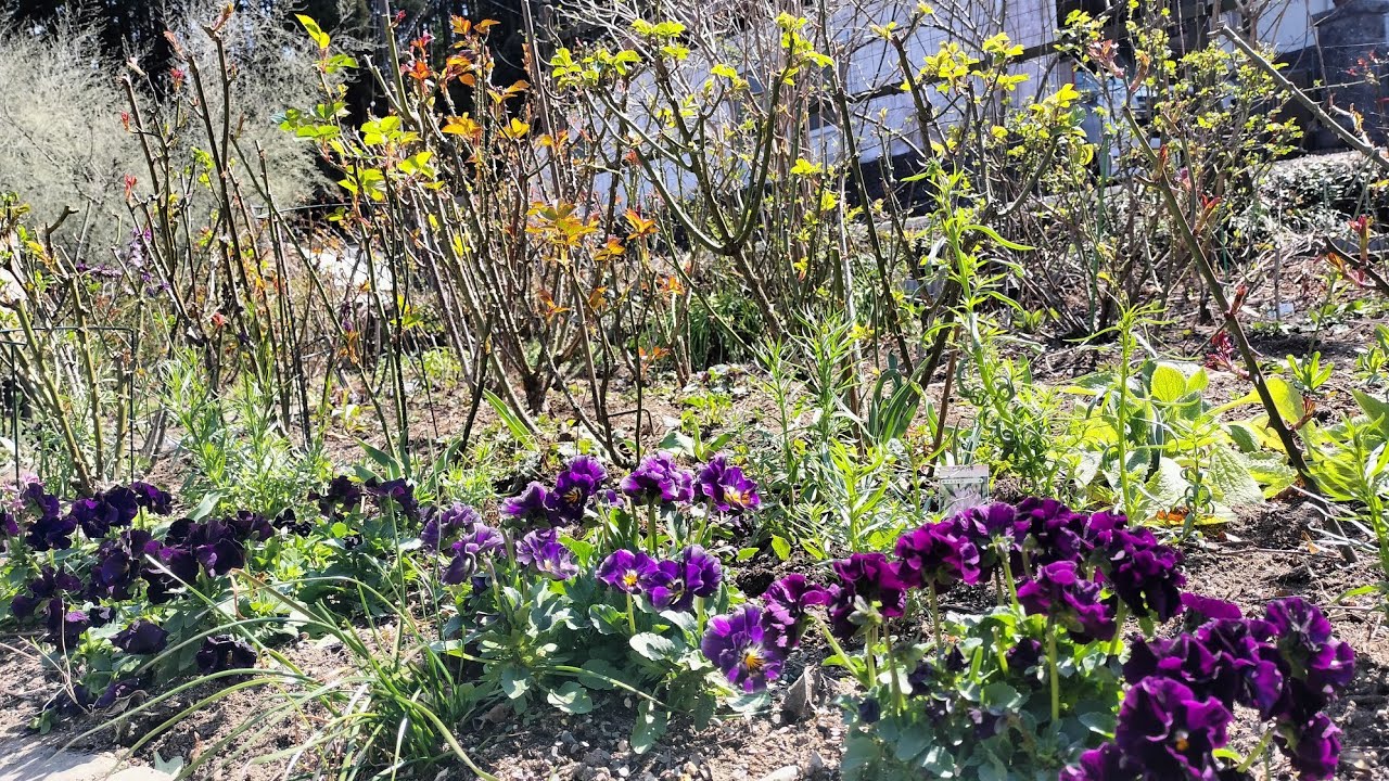 2026.3.12🏡バラの芽かきをしましょう🌿今が１番大切な時期🌹