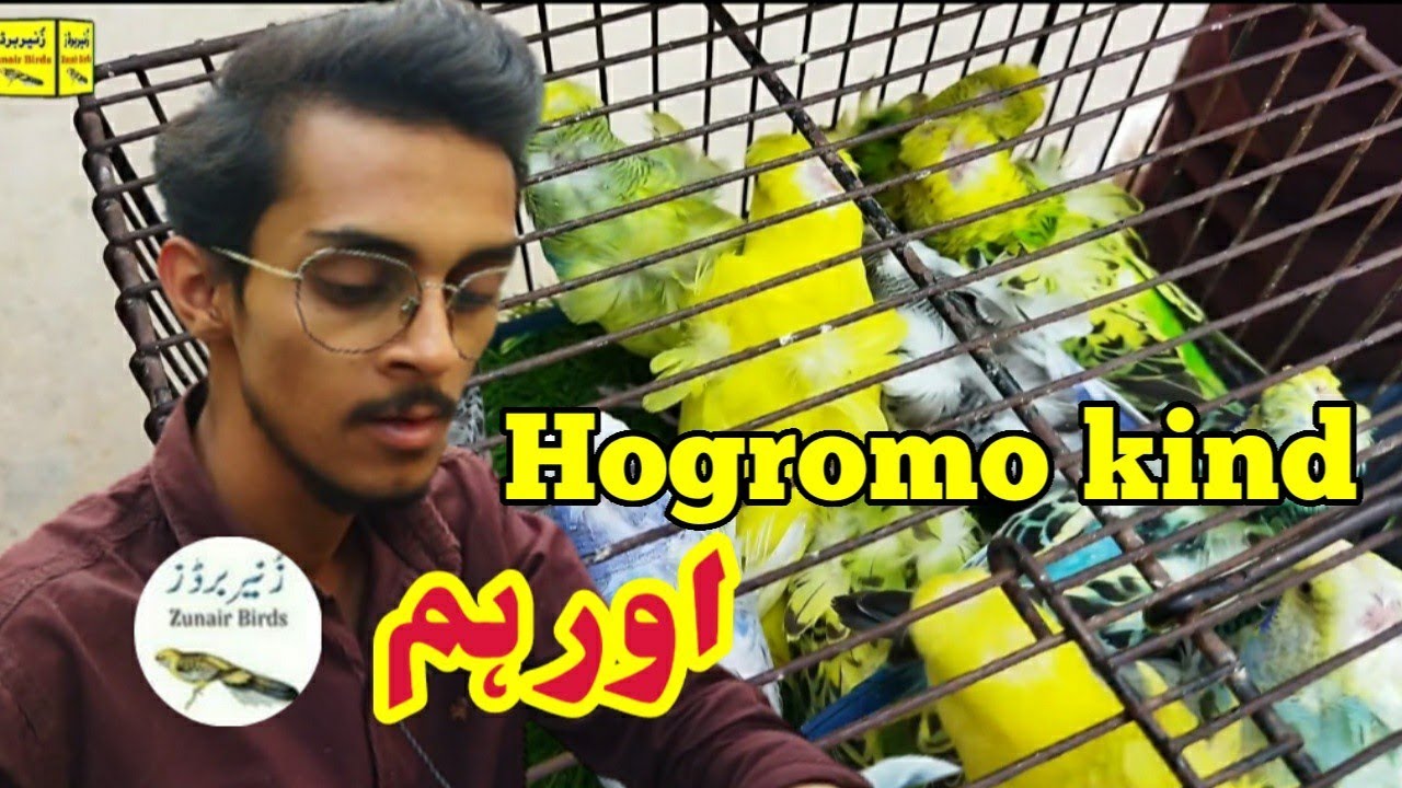 Hogromo kinds easily understand|zunair birds