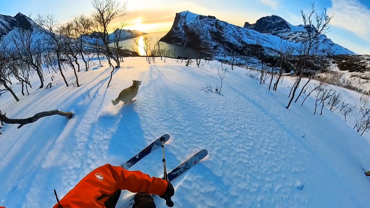 Sunset Ski Touring With A Dog in Senja, Norway