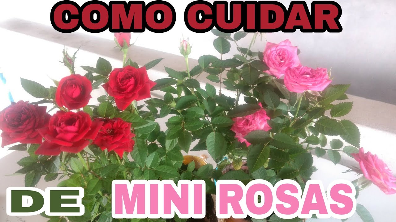 Como cuidar de mini rosas?