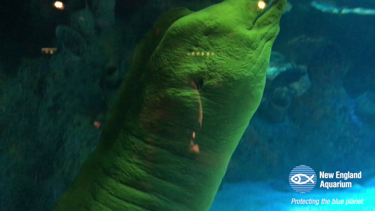Green Moray on the Move