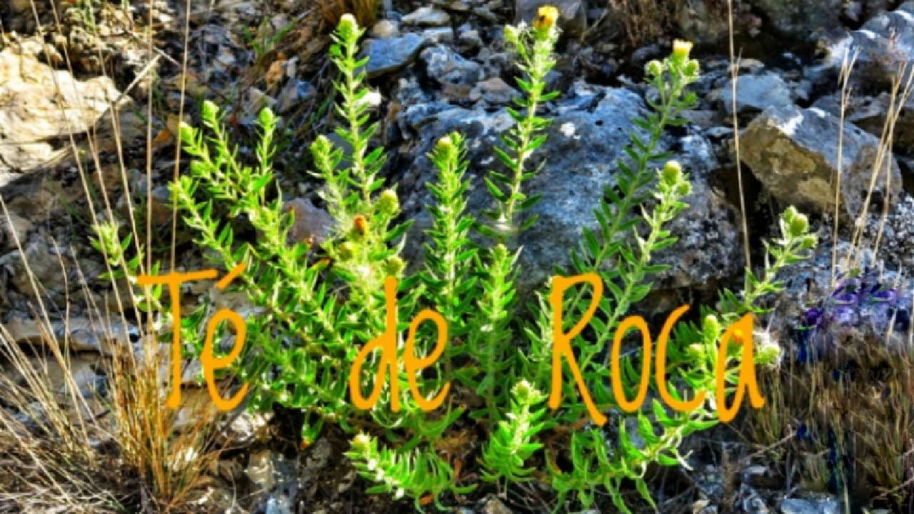 T&eacute; de Roca!!!🌾 Plantas medicinales 🍃para los NERVIOS y SISTEMA DIGESTIVO Lo sab&iacute;as???