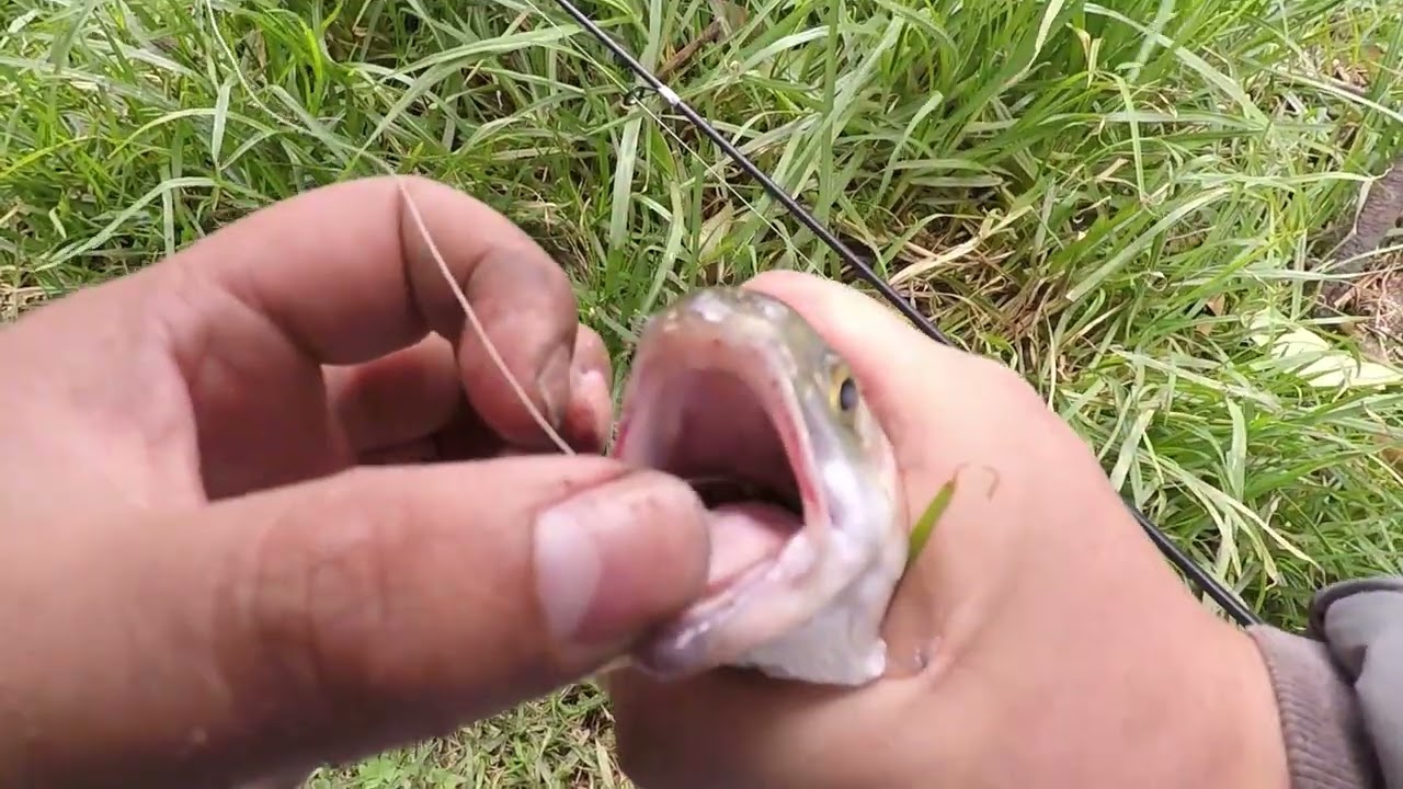 🤠PESCA de trucha, en BOYACÁ, COLOMBIA.🎣