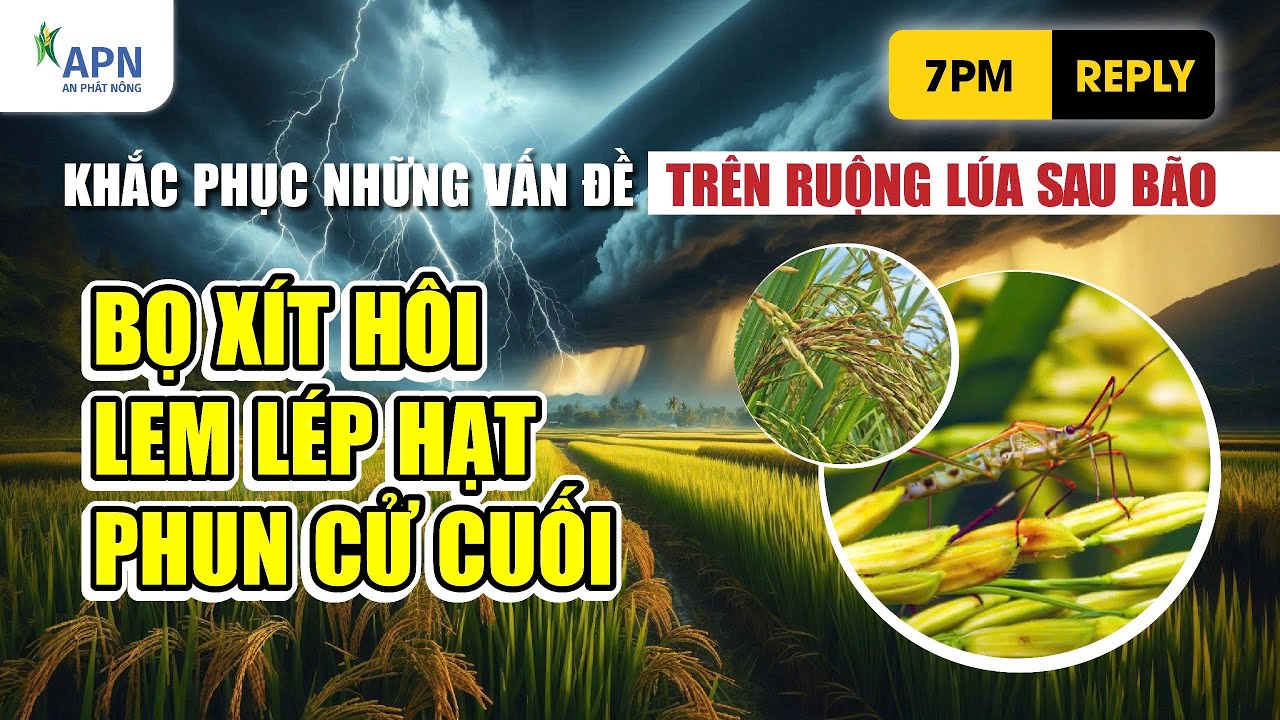 APN - KHẮC PHỤC CHÁY CHÓP LÁ, LÉP HẢ HỌNG, GIÚP LÚA CỨNG CÂY GIAI ĐOẠN MƯA BÃO