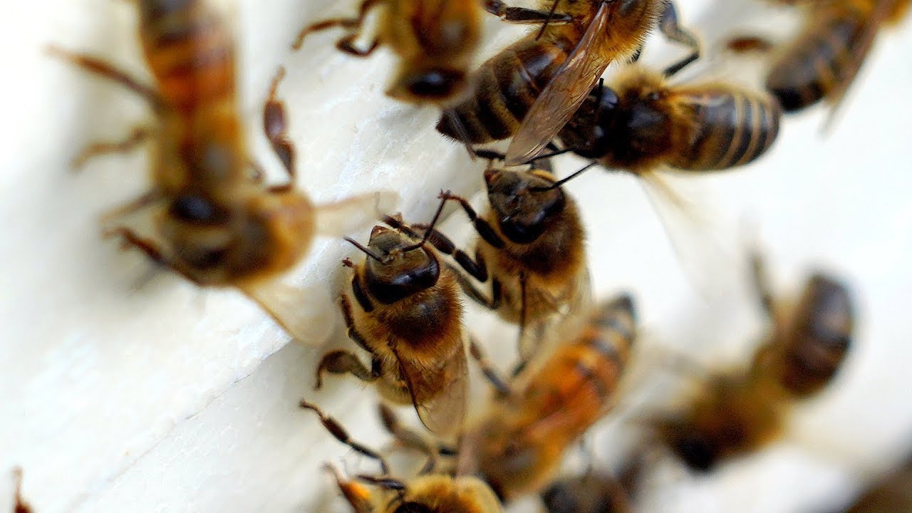 Abeille Noire : présentation des abeilles noires par Gilles Houard, président du GDSA