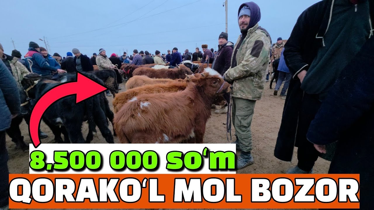 БУХОРО КОРАКУЛ МОЛ БОЗОР 17.01.2026/ЙОШ БУКАЧА НАРХЛАР ТУШЯПТИ. 