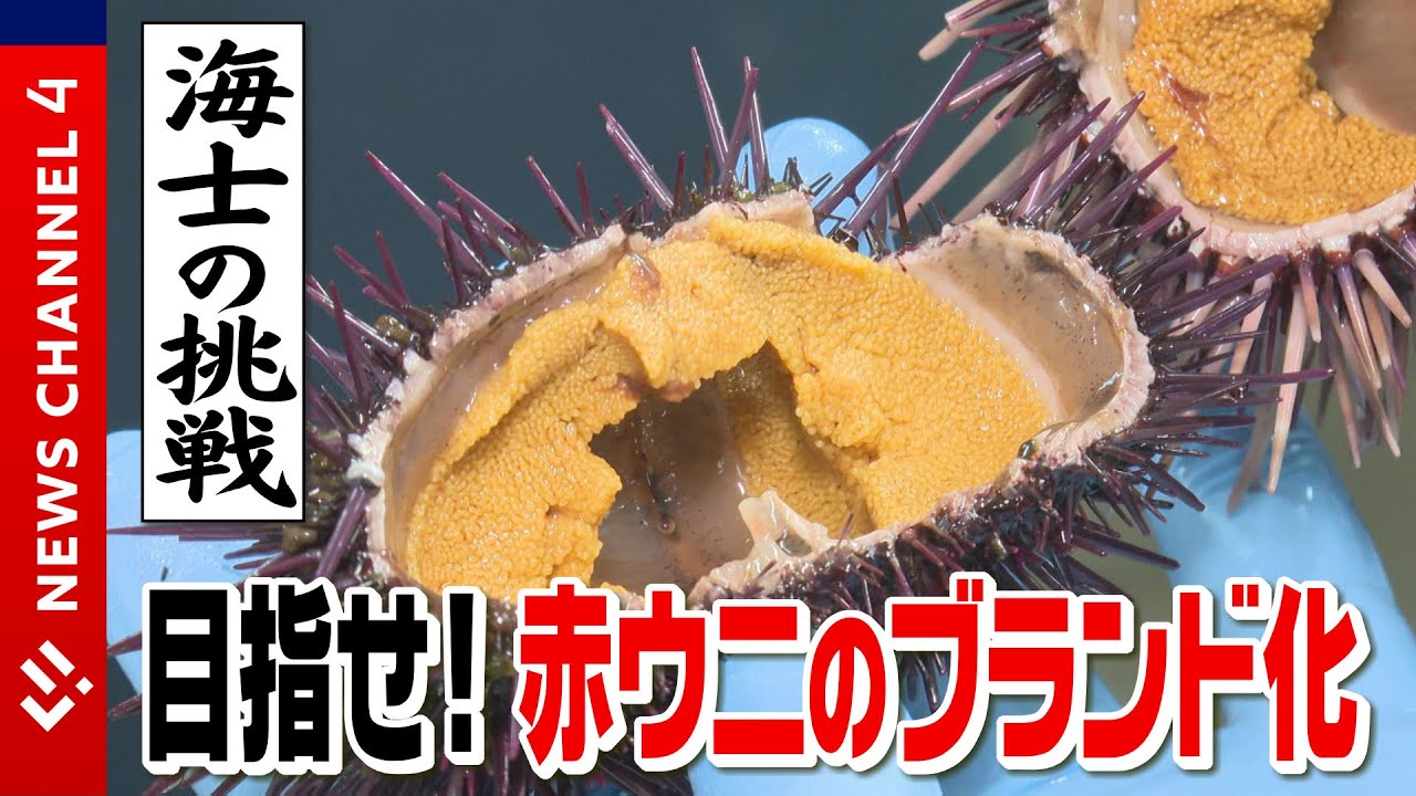 日本一の赤ウニを目指して　伊方町三崎 海士の挑戦＜NEWS CH.4＞