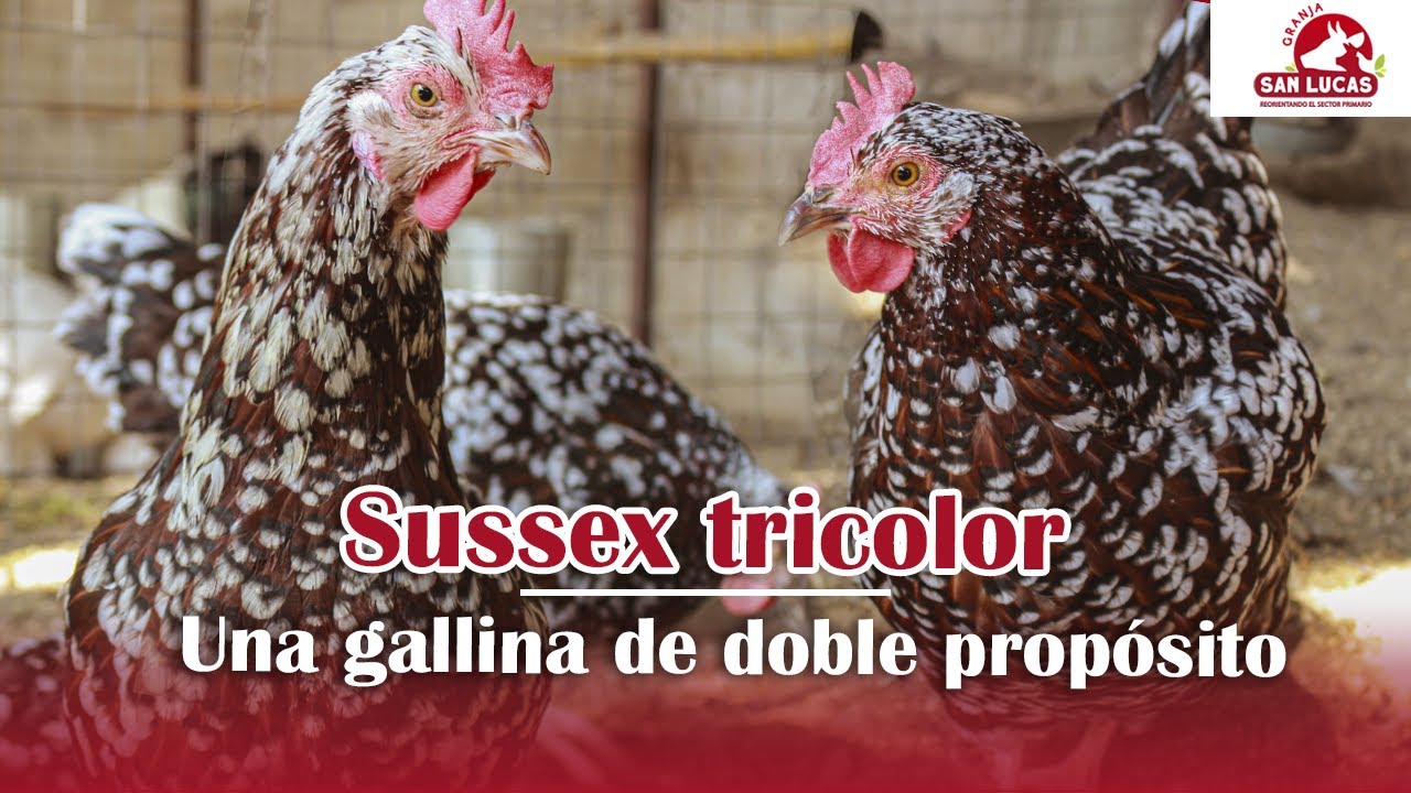 Gallina SUSSEX TRICOLOR | Diferencias y características | Granja San Lucas