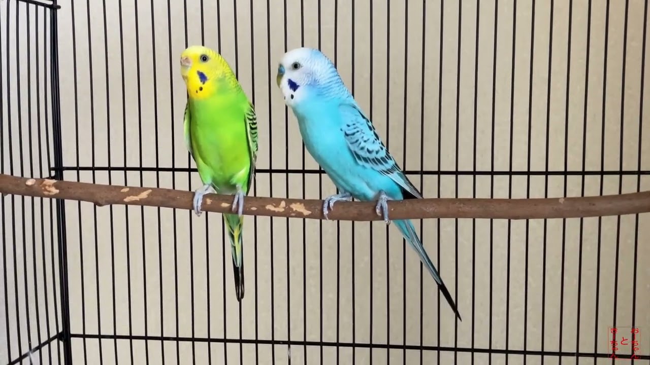 我が家のインコ　おーちゃんときーちゃん(167その1)　つんつんするインコ。