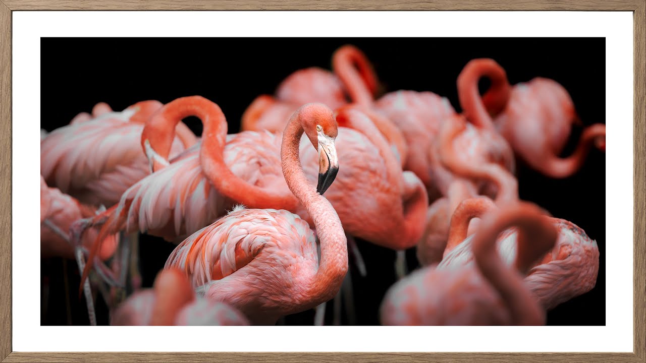 African Flamingo's | Real Photo Framed for TV | No AI
