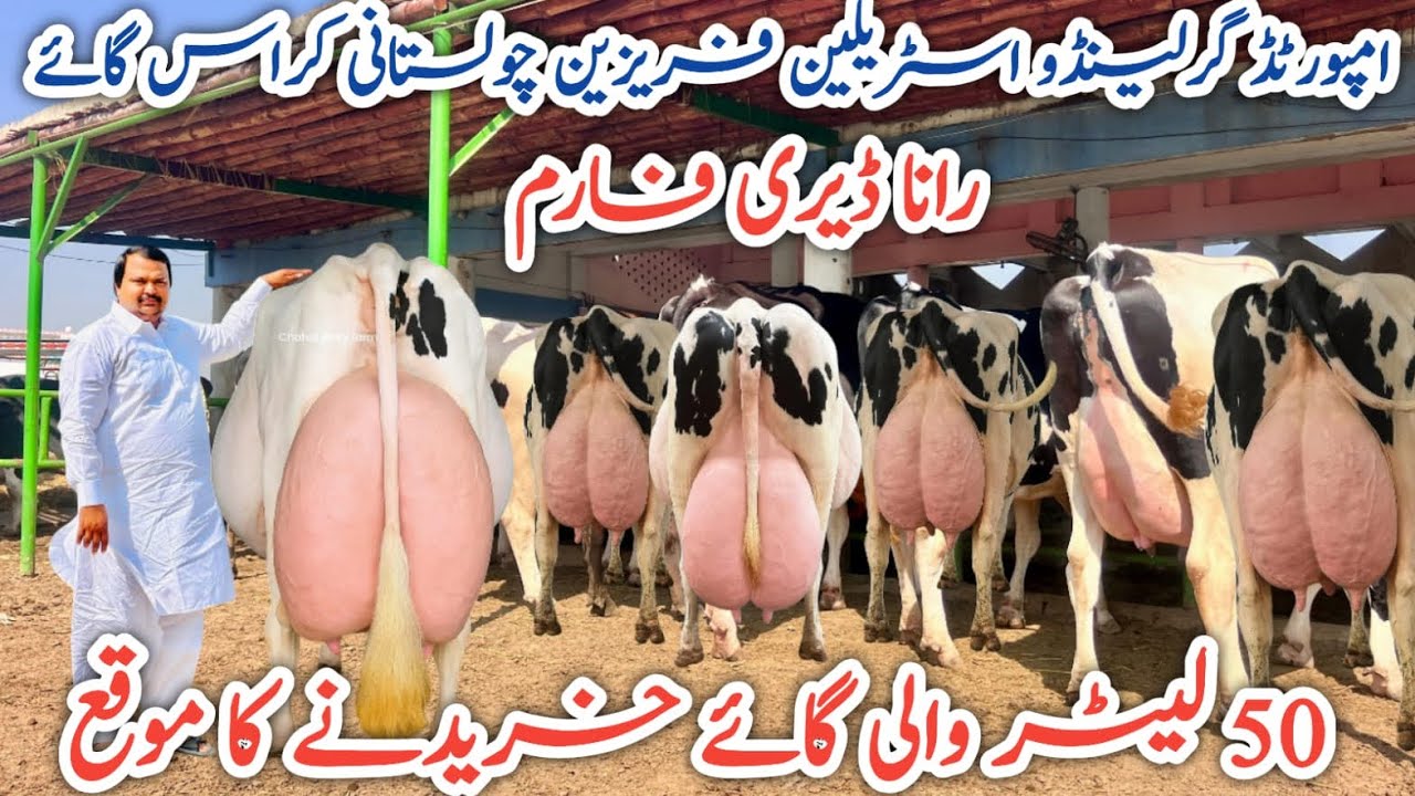 Rana Dairy Farm | imported & cows cows farm | Best cows in Punjab 
