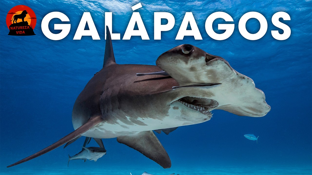 ARQUIPÉLAGO DE GALÁPAGOS – O Berço da Vida Selvagem #animaisselvagens | Natureza Vida