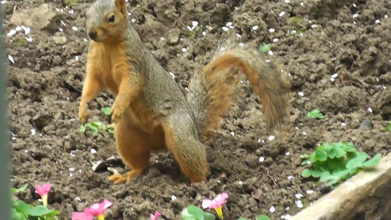 Red Fox Squirrel Digging Hiding Eating Peanuts & Mushroom