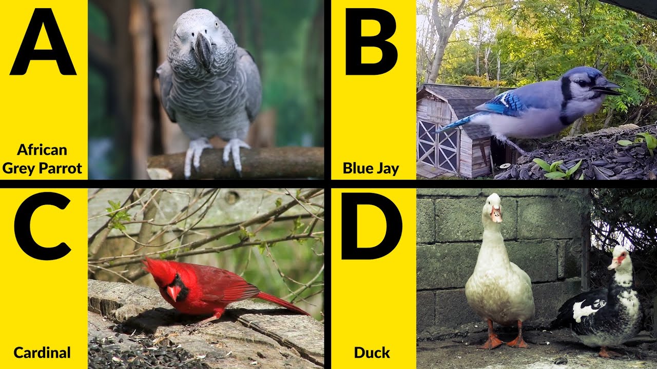 ABC Birds for Children - Learn Alphabet with Bird Names for Toddlers & Kids