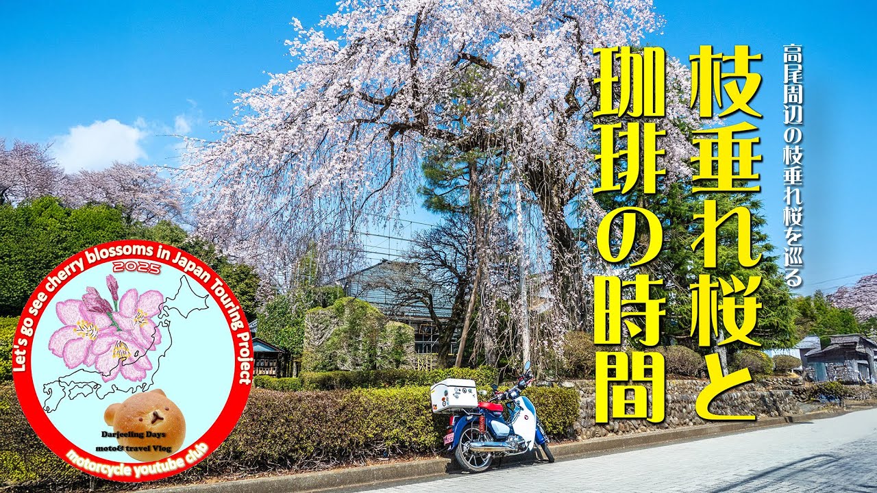 【日本の桜TP2025】高尾周辺の枝垂れ桜を巡るカブの小さな旅／ 枝垂れ桜と珈琲の時間：日本の桜を見に行こう！ツーリングプロジェクト2025｜ スーパーカブC125【モトブログ＃90】