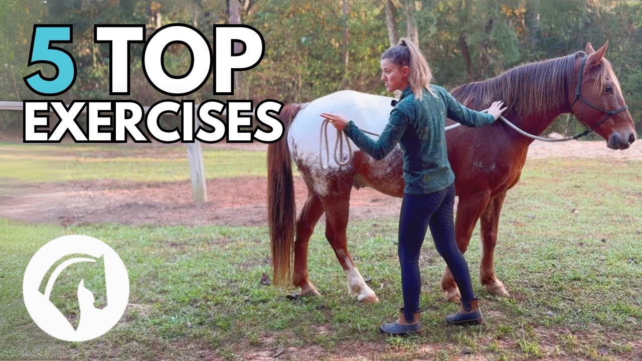 Groundwork Exercises For Horses: 5 Best Exercises